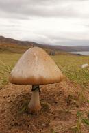 4791 Fungi (Panaeolis fimtris)